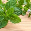 Tulsi Reduces Cortisol by How It Works & the Best Ways to Use It