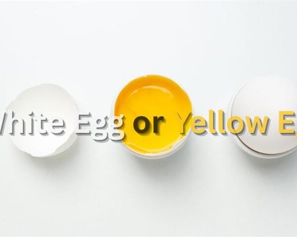 White or Yellow Which Part of the Egg Packs More Protein and Nutrition
