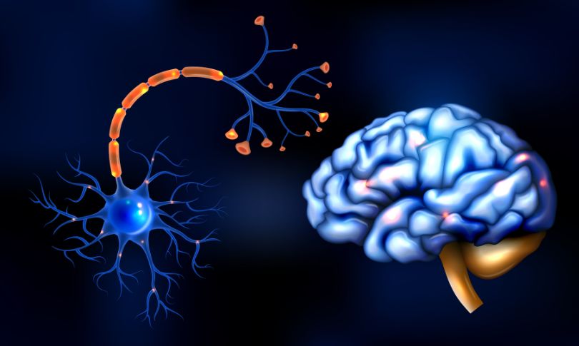 Scientists Discover Hidden Synapse Hotspots in the Teenage Brain