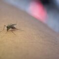 Climate crisis or public health threat WMO connects increasing temperatures to a rise in dengue cases