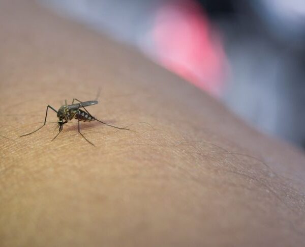 Climate crisis or public health threat WMO connects increasing temperatures to a rise in dengue cases